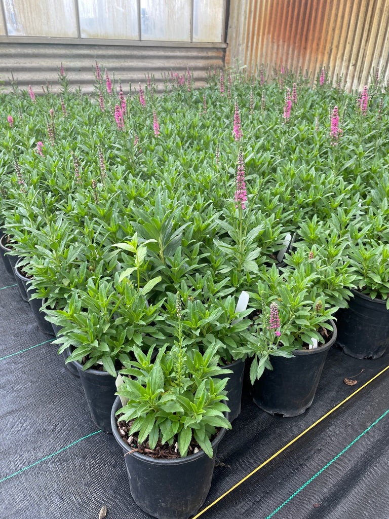 Veronica spicata 'Bubblegum Candles'