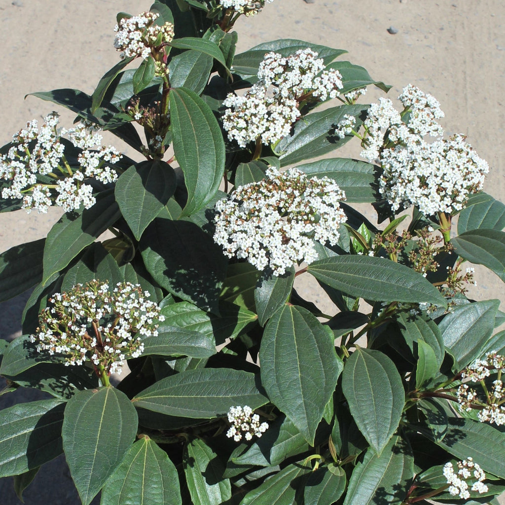Viburnum davidii