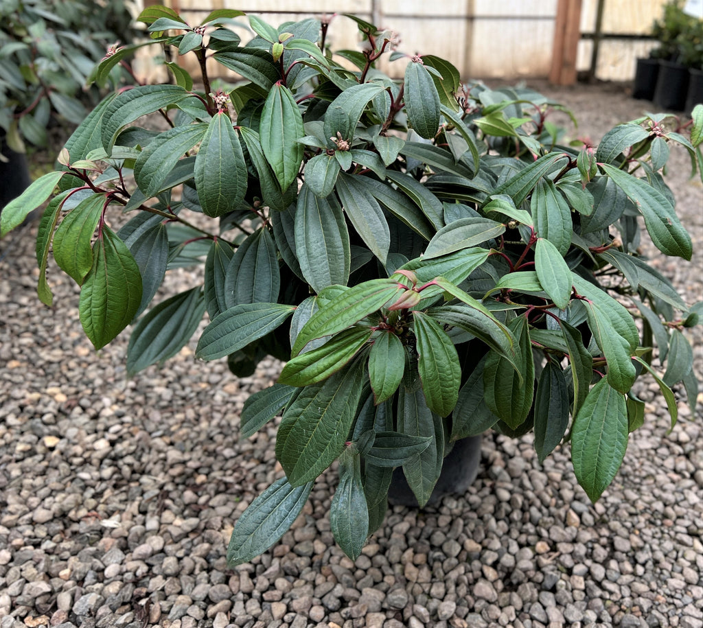 Viburnum davidii