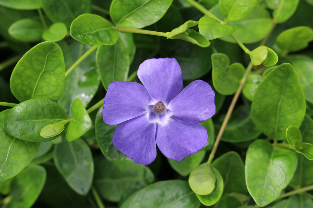 Vinca minor 'Bowles'