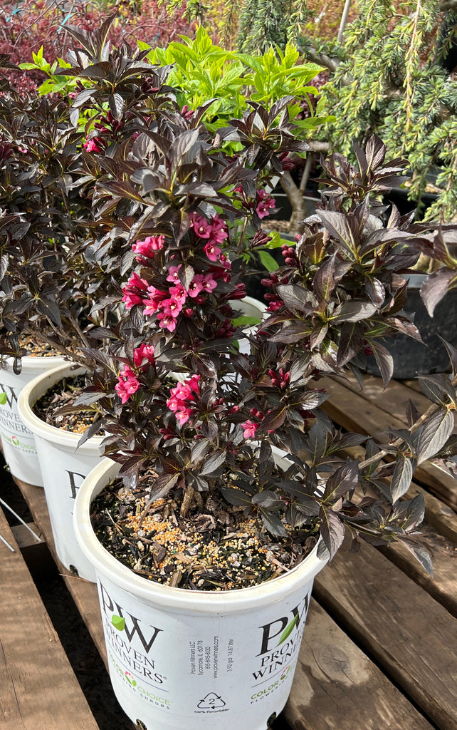 Weigela f. 'Spilled Wine'® PW PP23781