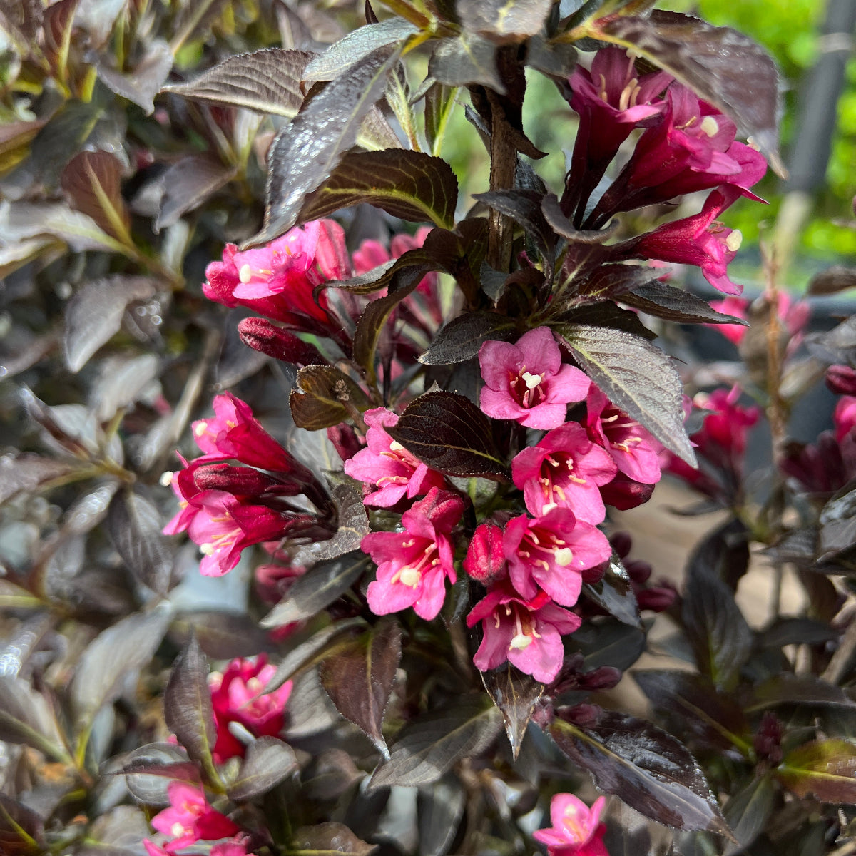 Weigela f. 'Spilled Wine'® PW PP23781