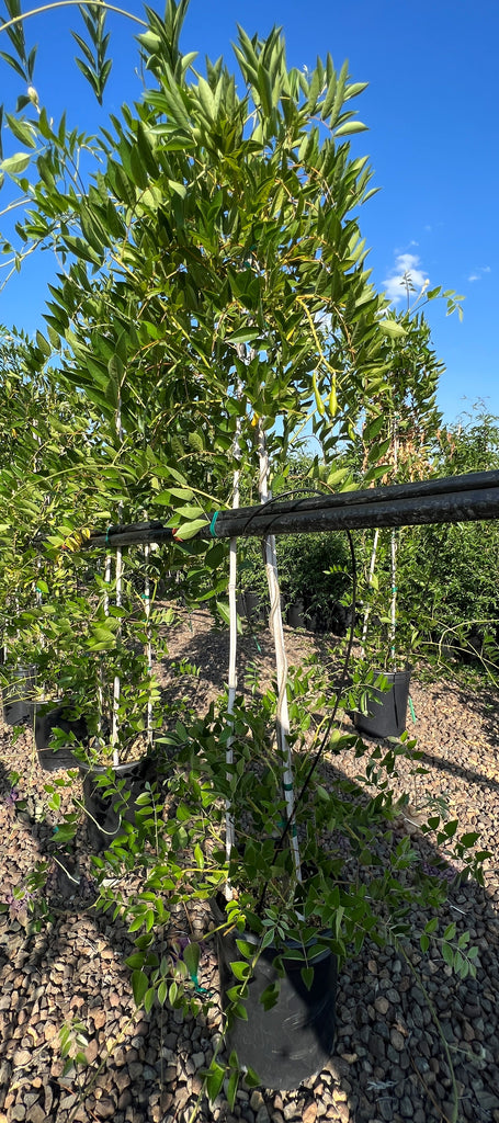 VINE Wisteria macrostachya 'Blue Moon'