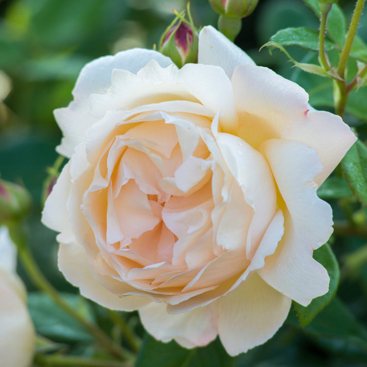 Rosa David Austin® 'Wollerton Old Hall' (soft apricot)