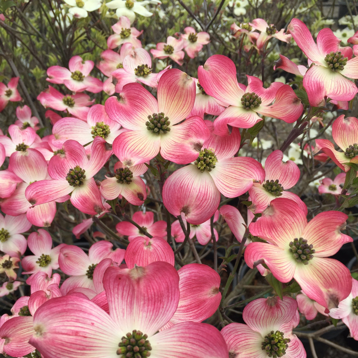Cornus fl. 'Cherokee Brave' (rosy red)