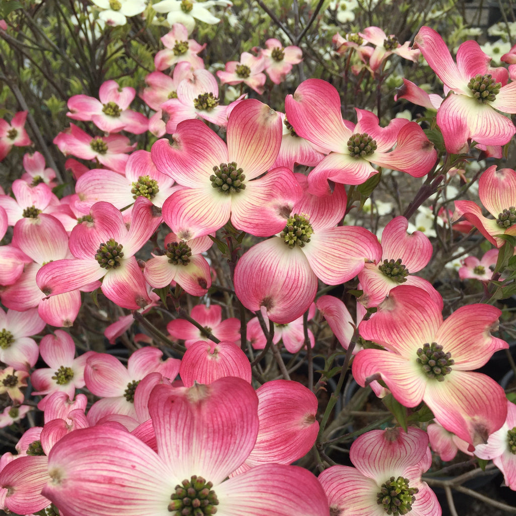 Cornus fl. 'Cherokee Brave' (rosy red) (CG)